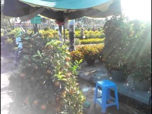 Cả nhà đi chợ hoa Quy Nhơn